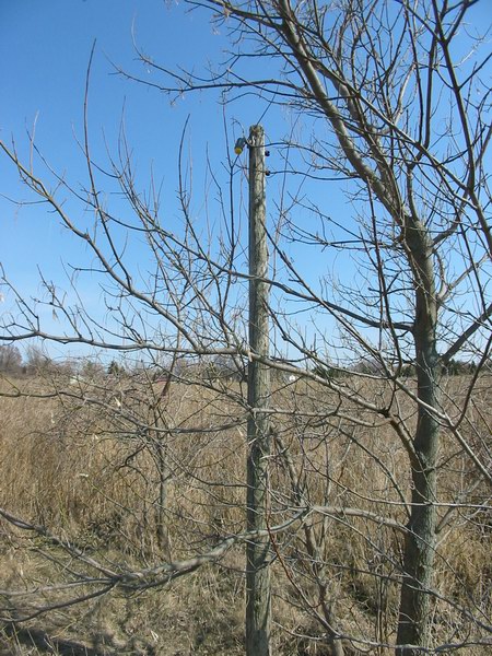 Starlite Drive-In Theatre - Utility Pole - Photo From Water Winter Wonderland